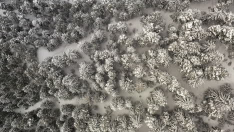 overhead-shot-of-pine-trees-with-show-in-them