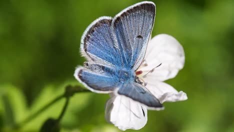 Slow-motion-of-beautiful-blue-silk-morpho-butterfly-opening-wings-on-a-daisy-flower-on-blur-background