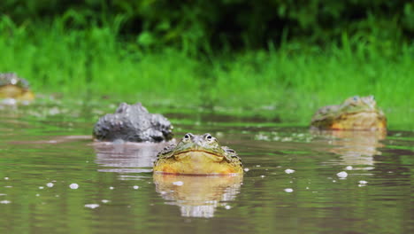 Huge-Colourful-African-Bullfrog-Looking-In-To-The-Camera-With-Fellow-Bullfrogs-In-The-Background-In-The-Rainy-Season-In-Central-Kalahari,-Botswana