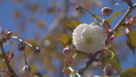 Weiße-Kirschblüten-Hängen-Von-Einem-Baum-Herab-Und-Wehen-Im-Wind-An-Einem-Wunderschönen,-Strahlend-Blauen-Tag-In-Vancouver,-BC.-Mitteldichter-Blick-Nach-Oben,-Stabilisierte-Umlaufbahn