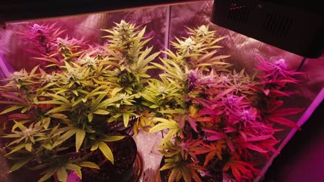 Mature-cannabis-plants-with-leaves-blowing-in-wind-growing-under-full-spectrum-LED-lights-in-DIY-home-grow-for-medical-CBD-THC-weed-marijuana-hemp-pot-approaching-stabilized