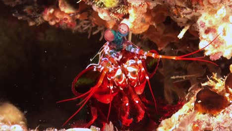 Mantis-shrimp-coming-straight-at-camera-close-up