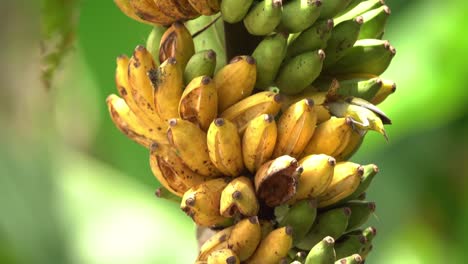 Orangenbäuchiger-Blumenspecht,-Der-Bananenfrüchte-Frisst