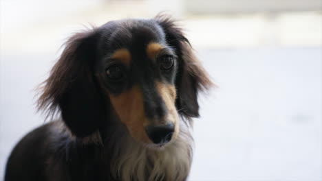 Slow-motion-shot-of-miniature-long-haired-dachshund-looking-pensive