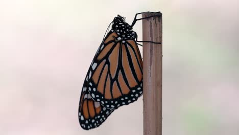 Close-up-of-a-Monarch-Butterfly-isolated-on-a-clear-background