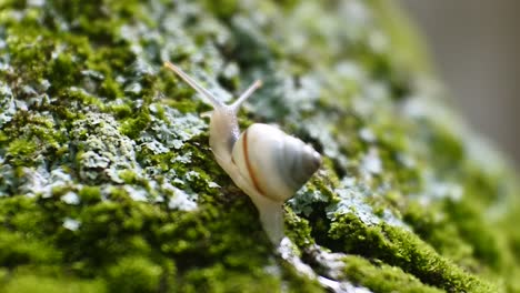 a-small-snail-crawling-on-a-plant-branch