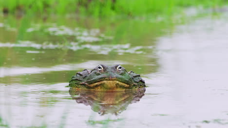 African-Bullfrog-On-Freshwater-Pond-At-Daytime-During-Rainy-Season-In-Central-Kalahari-Game-Reserve,-Botswana,-South-Africa