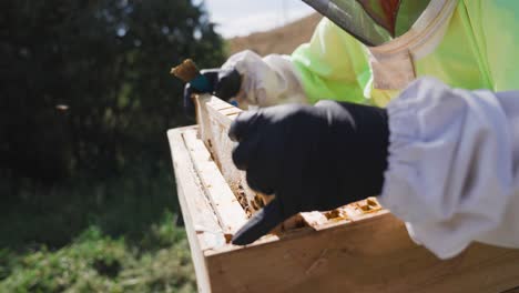 Imker-Inspiziert-Gesunde-Bienenkolonie,-Gefüllt-Mit-Wabenrahmen-Aus-Holzkiste