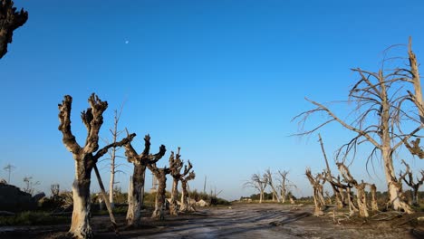 Dead-trees-left-after-devastating-floods-in-historic-resort-town,-Epecuen