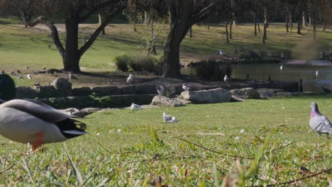 Patos-Reales-Machos-Y-Hembras-En-El-Parque-Soleado,-Entre-Otras-Aves,-En-El-Parque-Da-Paz-En-Almada,-Portugal