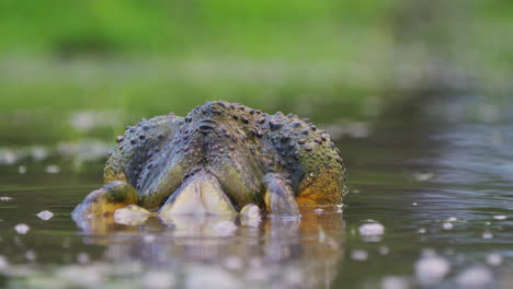 Afrikanischer-Ochsenfrosch-Paart-Sich-In-Einem-Teich-In-Einer-Regenzeit-In-Zentralkalahari,-Botswana