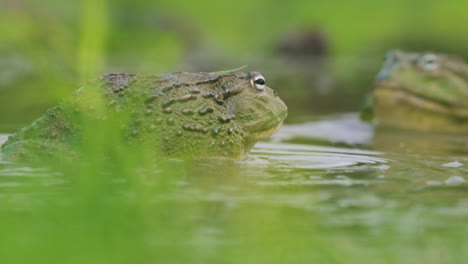 African-Giant-Bullfrog-Attacking-And-Fighting-In-A-Pond---close-up-shot