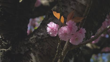 Kleine-Rosa-Kirschblüten-Wachsen-Aus-Einem-Ast-Eines-Großen-Baumes-In-Vancouver,-BC,-Kanada,-Frühling,-Mittelbreite,-Stabilisierte-Umlaufbahn