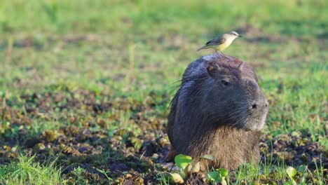 Happy-cattle-tyrant,-machetornis-rixosa-dancing-on-top-of-a-giant-dozy-capybara,-hydrochoerus-hydrochaeris,-wildlife-close-up-shot-at-pantanal-conservation-area