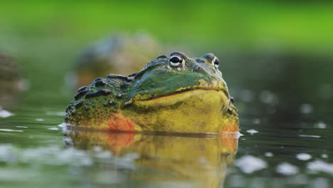 Closeup-Of-Adult-Male-African-Bullfrog,-Pixie-Frog-In-The-Water-Makes-A-Mating-Call