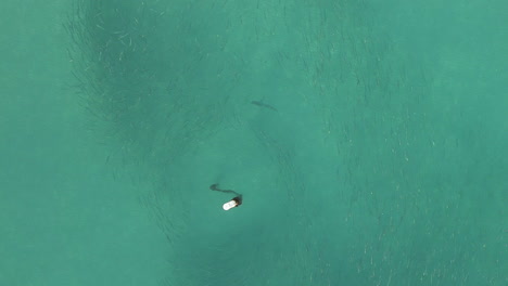 Luftaufnahme:-Grauer-Riffhai-Jagt-In-Meeräschenschwarm-In-Der-Nähe-Der-Anlegeboje