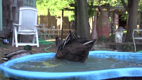 Duck-shaking-in-a-backyard-pool.-Slow-motion