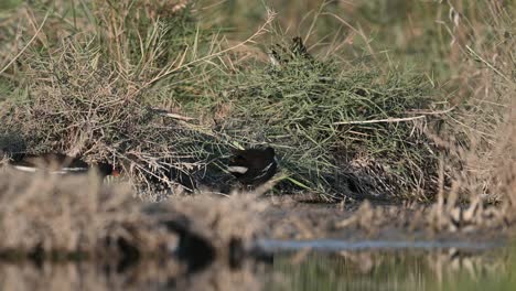 Moorhen-at-the-backwaters-grassland-wandering-for-insects