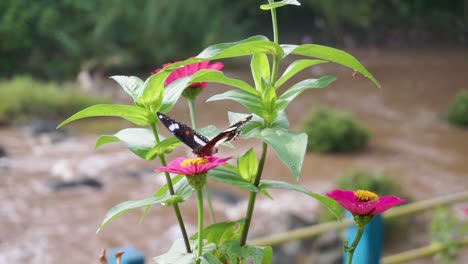 Eine-Der-Bestäubung-Von-Blumen-Durch-Einen-Schmetterling