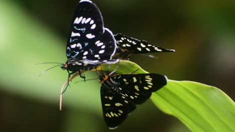 Mariposa-Negra-Asociada-Con-Posada-En-Una-Rama-En-El-Patio-Trasero
