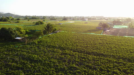 Riesige-Grüne-Traubenfarm-Und-Weinberge-In-Thailand---Luftaufnahme