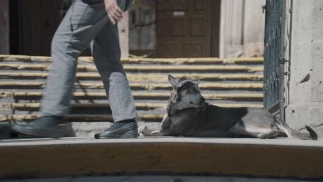 People-walking-in-front-of-a-street-dog-in-Oaxaca,-Mexico