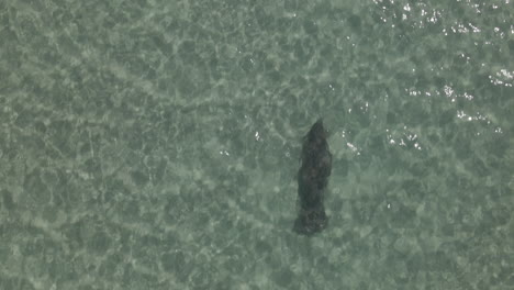 Vertical-aerial-view-of-Manatee-swimming-alone-in-shallow-green-water