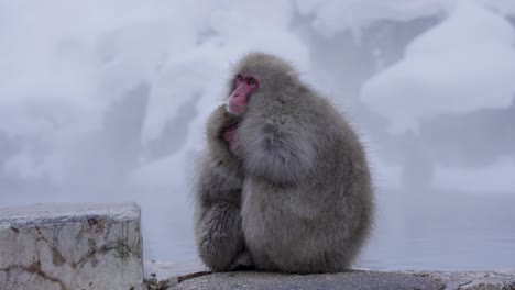 Japanese-Macaques,-Mother-and-Child-holding-each-other-in-Cold-Winter
