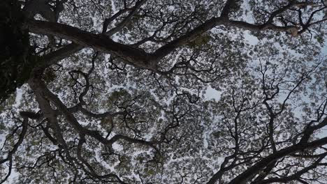 Looking-Up-At-Tree-Branches-Forming-Canopy