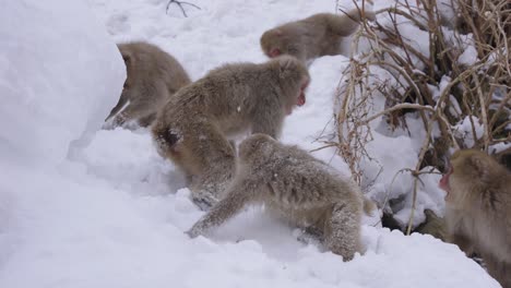 Macacos-Japoneses-Pelean-Mientras-Buscan-Comida-En-La-Nieve,-Alpes-Japoneses