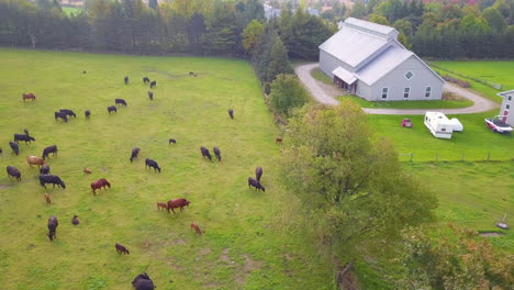 Scenic-aerial-view-over-a-green-farm-field-full-of-grazing-cows