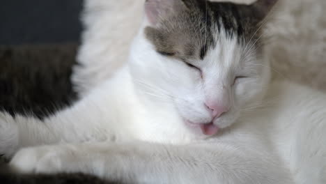 Tired-white-cat-panting-with-tongue-and-lying-on-couch-indoors-during-daytime---Hot-summer-day,close-up