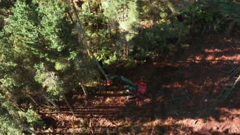 Pine-tree-going-down-by-feller-buncher-on-edge-of-clearcutting-woodland-plot,-aerial