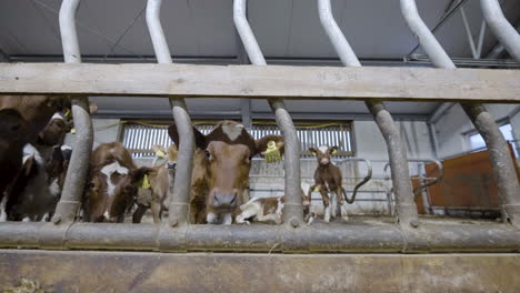 Norwegian-Red-Dairy-Cattle-Calves-With-Ear-Tags-Sticking-Out-Their-Head-On-A-Cowshed