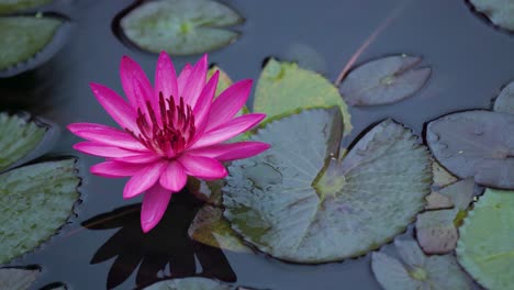 One-bright-pink-lotus-flower-moves-in-the-wind,-cloudy-day-after-rain