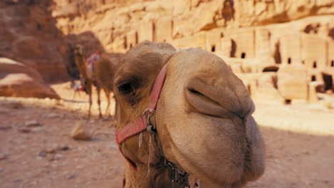Three-camels-in-Petra-Jordan-at-historic-tombs-at-UNESCO-heritage-site-Treasury-Khaznet-carved-into-sandstone-and-limestone
