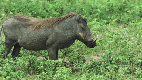 Wild-boar-stands-and-waves-its-tail