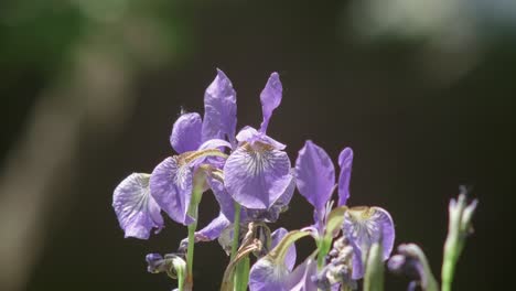Hermosas-Y-Coloridas-Flores-De-Iris-Violeta-Se-Mecen-En-El-Viento