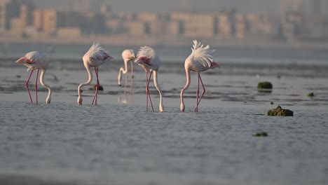 Zugvögel,-Rosaflamingos,-Die-Bei-Ebbe-Im-Flachen-Meerwasser-Sumpfland-Umherwandern---Hintergrund-Der-Stadt-Bahrain