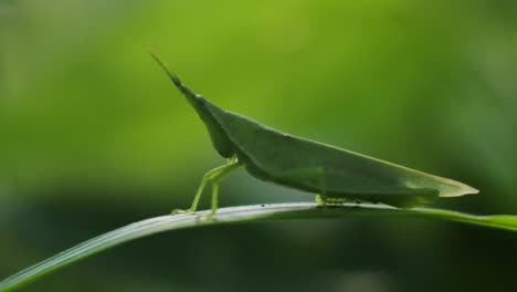 macro-clips-of-a-grasshopper-on-a-leaf