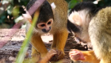 Lindos-Monos-Ardilla-Bebé-Comiendo-Comida-En-La-Jungla-Durante-El-Día-Soleado,-De-Cerca