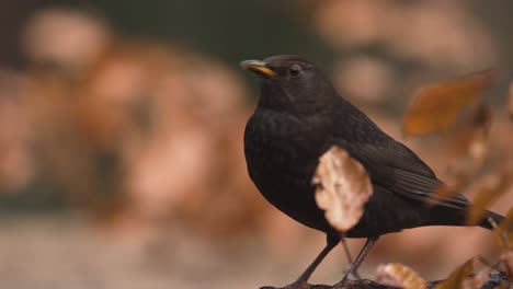 Alert-female-blackbird-in-golden-brown-autumn-colors-freeze-and-look-in-camera