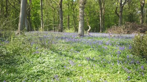 A-field-of-bluebells-decorates-the-entrance-to-the-woodland-beyond,-Cornwall,-England,-UK