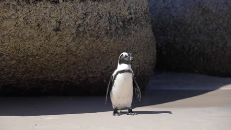 Pingüino-Sacudiendo-La-Cabeza-En-La-Playa-De-Cantos-Rodados-En-Ciudad-Del-Cabo,-Sudáfrica
