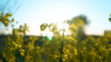 Bright-Sunlight-Through-Yellow-Flower-In-Rapeseed-Field-During-Sunrise