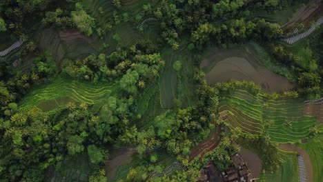 Luftaufnahme-Von-Oben-Nach-Unten,-Die-Muster-Von-Gras-Und-Pflanzen-Auf-Einer-Tropischen-Plantage-Mit-Reisfeldern-In-Indonesien-Zeigt