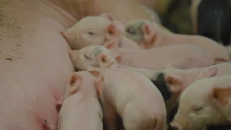 Eine-Gruppe-Süßer-Neugeborener-Ferkel-Stillt-Die-Schweinemutter