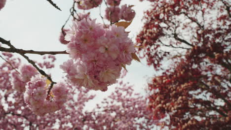 Cherry-tree-blossoms-swinging-in-the-wind