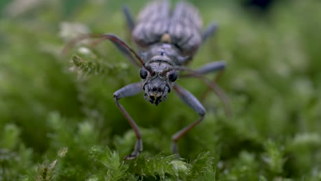 Macro-De-Escarabajo-De-Cuernos-Largos-De-Dos-Bandas-Sobre-Vegetación-Verde-Mostrando-Enojo-Para-Asustar-A-Su-Depredador