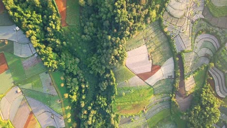 aerial-drone-view-of-a-vegetable-plantation-on-the-slopes-of-Mount-Sumbing-in-slightly-foggy,-Central-Java